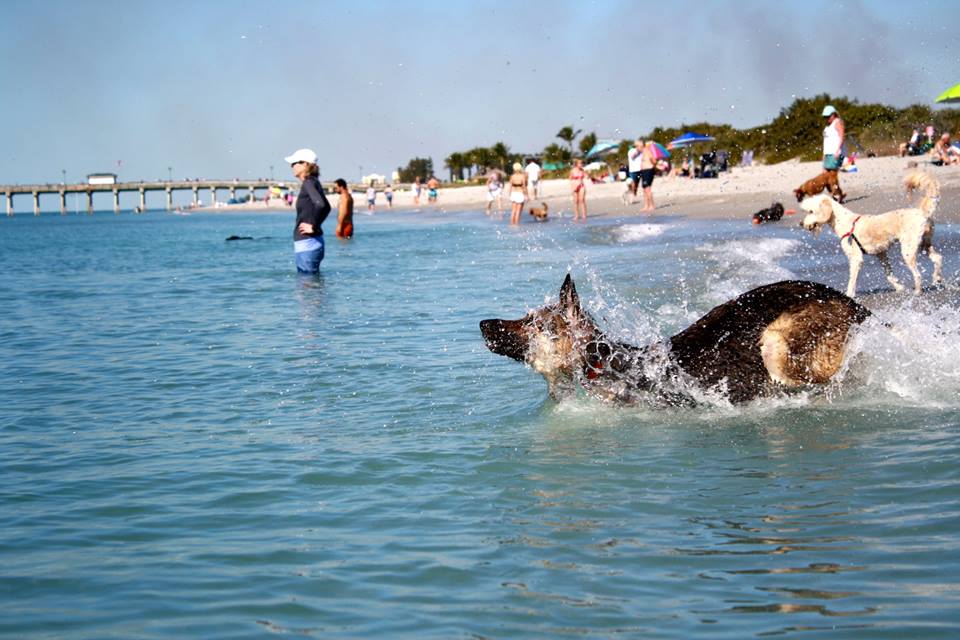 A dog is swimming in the water at the beach.