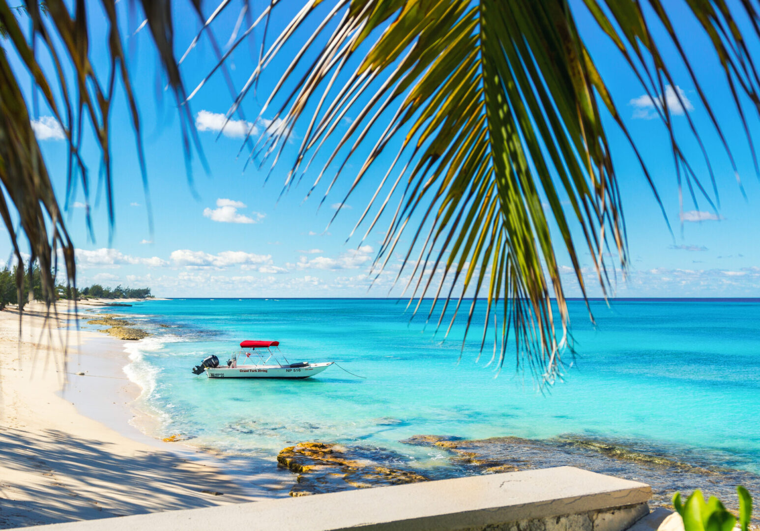 A boat is on the water near palm trees.